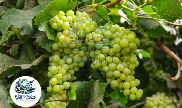 Grapes Export