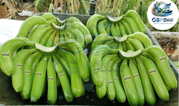 Premium export-quality bananas